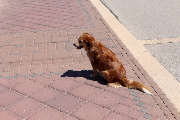 イスラエル北部の地中海の海岸を歩く犬 — ストック写真