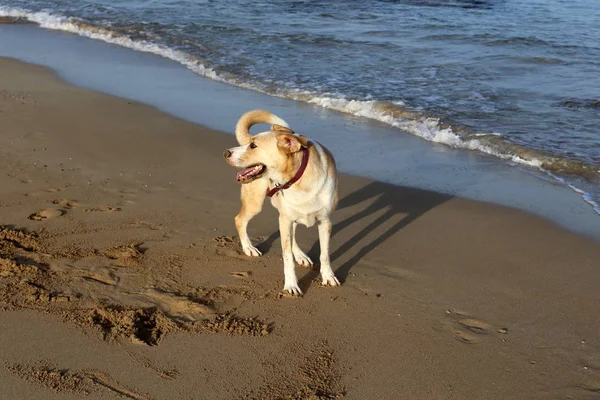 Собака Прогуливается Берегам Средиземного Моря Севере Израиля — стоковое фото