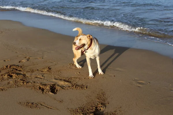 Cão Caminhando Nas Margens Mediterrâneo Norte Israel — Fotografia de Stock