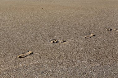 Kumdaki Kuzey İsrail'Akdeniz kıyısında 