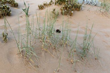 yeşil bitki ve çiçekler çölde kum üzerinde zor koşullarda büyüdü 