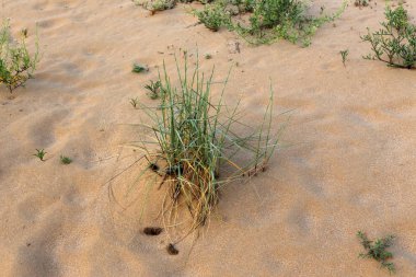 yeşil bitki ve çiçekler çölde kum üzerinde zor koşullarda büyüdü 