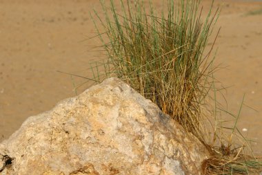 yeşil bitki ve çiçekler çölde kum üzerinde zor koşullarda büyüdü 