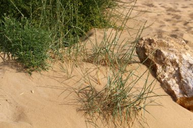 yeşil bitki ve çiçekler çölde kum üzerinde zor koşullarda büyüdü 