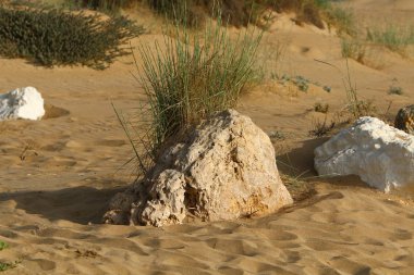 yeşil bitki ve çiçekler çölde kum üzerinde zor koşullarda büyüdü 