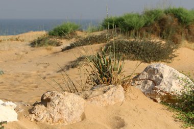 yeşil bitki ve çiçekler çölde kum üzerinde zor koşullarda büyüdü 
