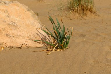 yeşil bitki ve çiçekler çölde kum üzerinde zor koşullarda büyüdü 
