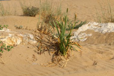 yeşil bitki ve çiçekler çölde kum üzerinde zor koşullarda büyüdü 
