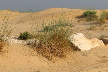 yeşil bitki ve çiçekler çölde kum üzerinde zor koşullarda büyüdü 