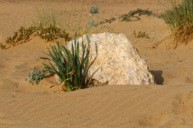 yeşil bitki ve çiçekler çölde kum üzerinde zor koşullarda büyüdü 
