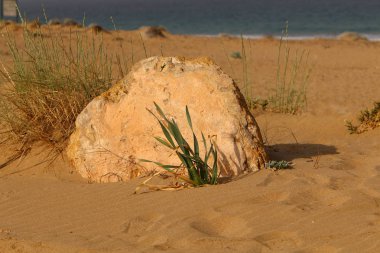 yeşil bitki ve çiçekler çölde kum üzerinde zor koşullarda büyüdü 