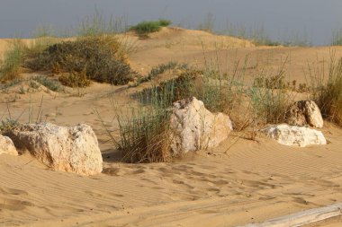 yeşil bitki ve çiçekler çölde kum üzerinde zor koşullarda büyüdü 