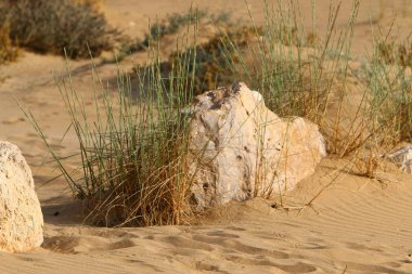 yeşil bitki ve çiçekler çölde kum üzerinde zor koşullarda büyüdü 