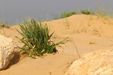 yeşil bitki ve çiçekler çölde kum üzerinde zor koşullarda büyüdü 