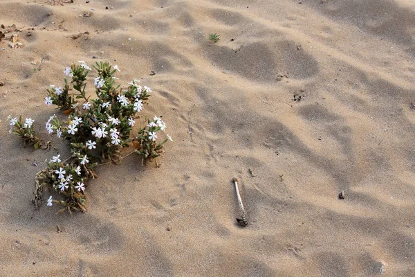 Les Plantes Les Fleurs Vertes Ont Grandi Dans Des Conditions — Photo