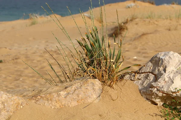 Piante Verdi Fiori Sono Cresciuti Condizioni Difficili Sulla Sabbia Nel — Foto Stock