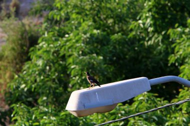 İsrail devletinin kuzeyinde bir şehir parkına kurulan aydınlatma için bir fener 