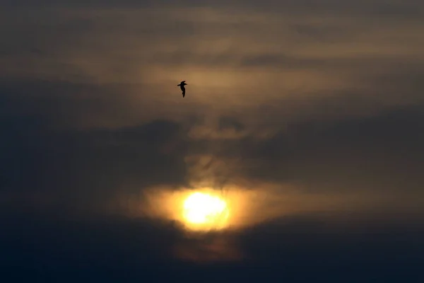 Soleil Couche Sur Horizon Sur Mer Méditerranée Nord Israël — Photo