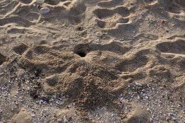 Kuzey Israil 'de Akdeniz 'in kıyılarında bir delikte yengeç yaşıyor 