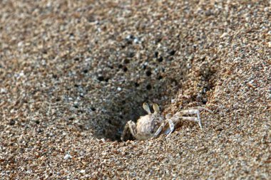 Kuzey Israil 'de Akdeniz 'in kıyılarında bir delikte yengeç yaşıyor 