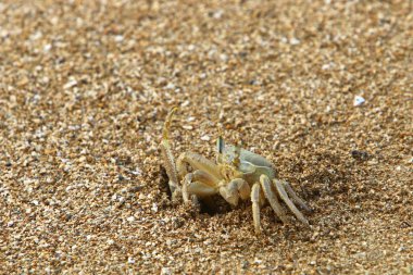 Kuzey Israil 'de Akdeniz 'in kıyılarında bir delikte yengeç yaşıyor 