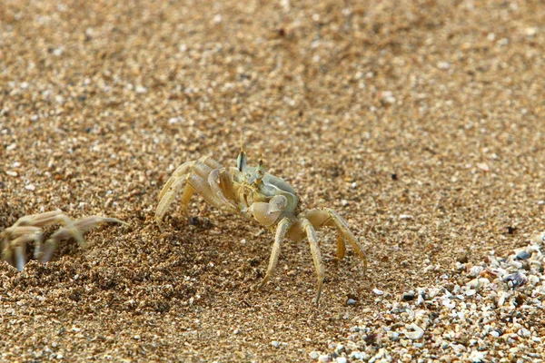 Cangrejo Vive Agujero Las Orillas Del Mediterráneo Norte Israel —  Fotos de Stock