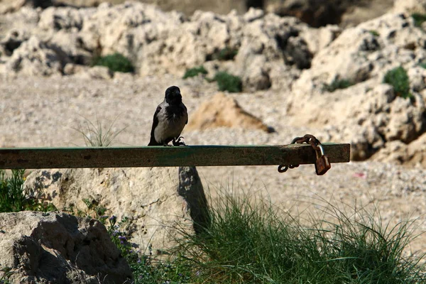 Fence City Park Shores Mediterranean Northern Israel — Stock Photo, Image