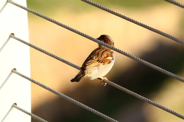 Fence City Park Shores Mediterranean Northern Israel — Stock Photo, Image