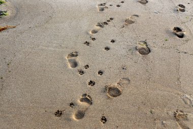 Israil Eyaleti kuzeyinde Akdeniz kıyılarında kum ayak izleri 