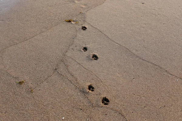 Footprints Sand Shores Mediterranean North State Israel — Stock Photo, Image