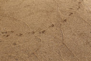 Israil Eyaleti kuzeyinde Akdeniz kıyılarında kum ayak izleri 