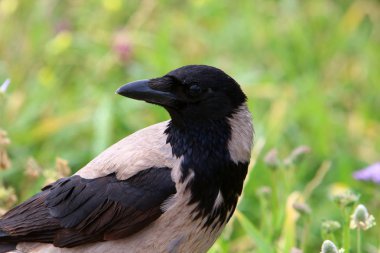 büyük gri karga Akdeniz'de sahilde yaşıyor 