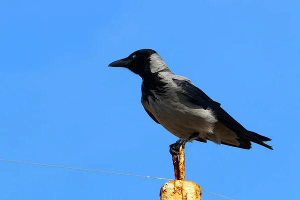 Grande Corvo Cinzento Vive Praia Mar Mediterrâneo — Fotografia de Stock