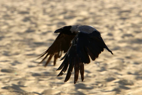 Big Gray Crow Lives Beach Mediterranean Sea — Stock Photo, Image