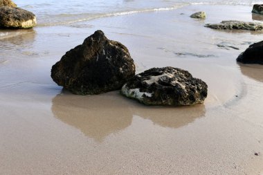 İsrail'in kuzeyinde Akdeniz kıyısında taş ve kabukları 