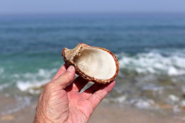 İsrail'in kuzeyinde Akdeniz kıyısında taş ve kabukları 