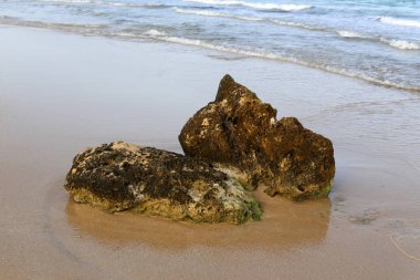 İsrail'in kuzeyinde Akdeniz kıyısında taş ve kabukları 