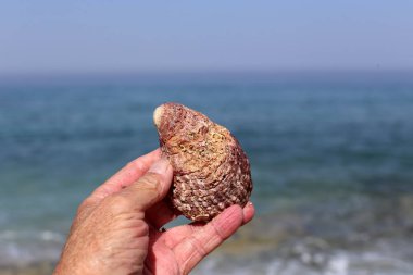 İsrail'in kuzeyinde Akdeniz kıyısında taş ve kabukları 