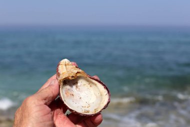 İsrail'in kuzeyinde Akdeniz kıyısında taş ve kabukları 