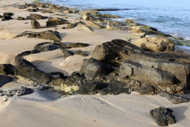 İsrail'in kuzeyinde Akdeniz kıyısında taş ve kabukları 