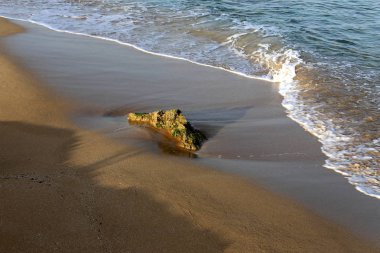 İsrail'in kuzeyinde Akdeniz kıyısında taş ve kabukları 