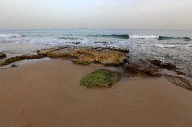 İsrail'in kuzeyinde Akdeniz kıyısında taş ve kabukları 