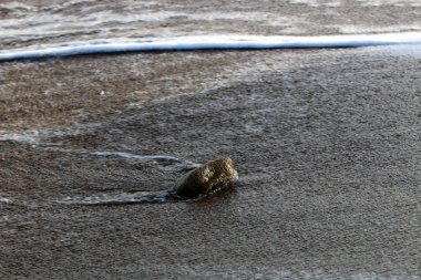 İsrail'in kuzeyinde Akdeniz kıyısında taş ve kabukları 
