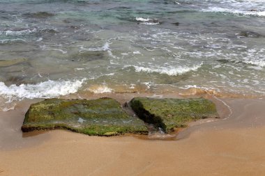 İsrail'in kuzeyinde Akdeniz kıyısında taş ve kabukları 