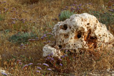 İsrail'in kuzeyinde Akdeniz kıyısında taş ve kabukları 