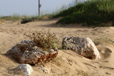 İsrail'in kuzeyinde Akdeniz kıyısında taş ve kabukları 