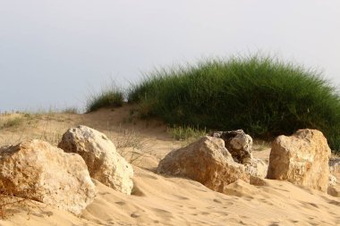 İsrail'in kuzeyinde Akdeniz kıyısında taş ve kabukları 