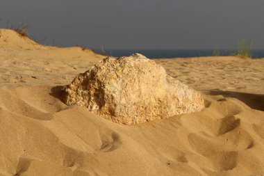 İsrail'in kuzeyinde Akdeniz kıyısında taş ve kabukları 