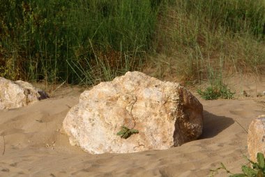 İsrail'in kuzeyinde Akdeniz kıyısında taş ve kabukları 
