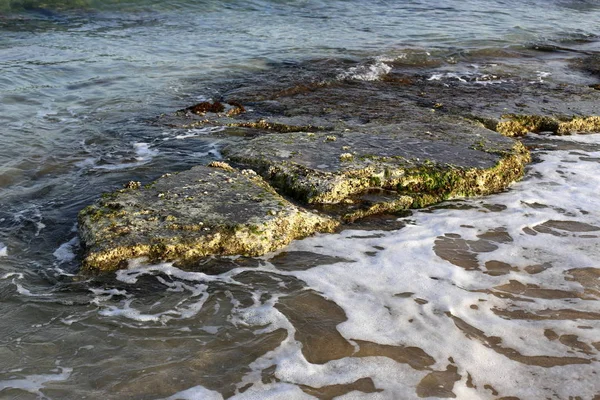 Steine Und Muscheln Der Mittelmeerküste Norden Israels — Stockfoto
